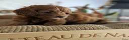 Cockapoo dogs for sale: F1B Cockapoo Puppies, four boys two girls. - Advert 22