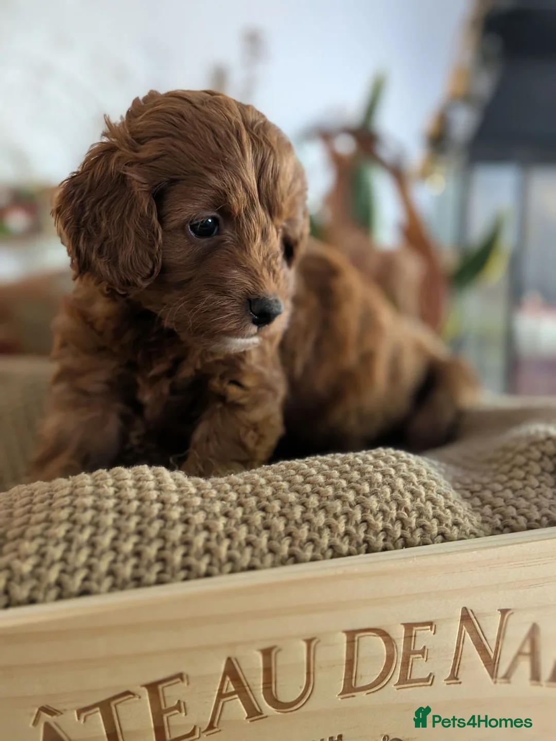 Cockapoo dogs for sale: F1B Cockapoo Puppies, four boys two girls. - Advert 22