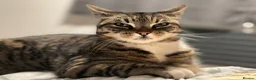 Mixed Breed cats for sale: Sad rehome - Advert 2