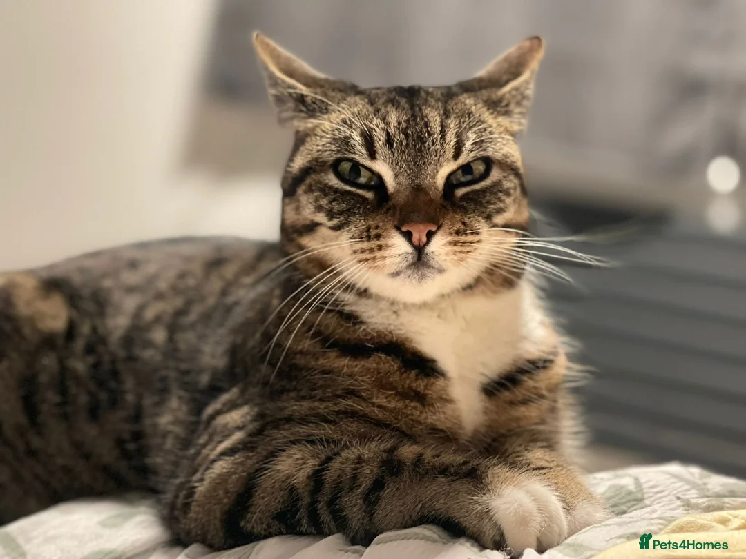 Mixed Breed cats for sale: Sad rehome - Advert 2