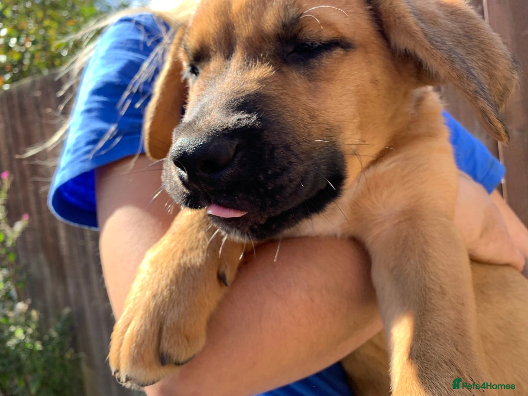 Mixed Breed dogs for sale: Cane corso X Alaskan malamute surprise litter  - Image 20