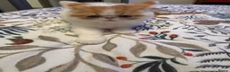 Persian cats for sale: Male Persian.   - Advert 3