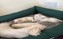 Maltese dogs for sale: Bichon Maltese - Image 4