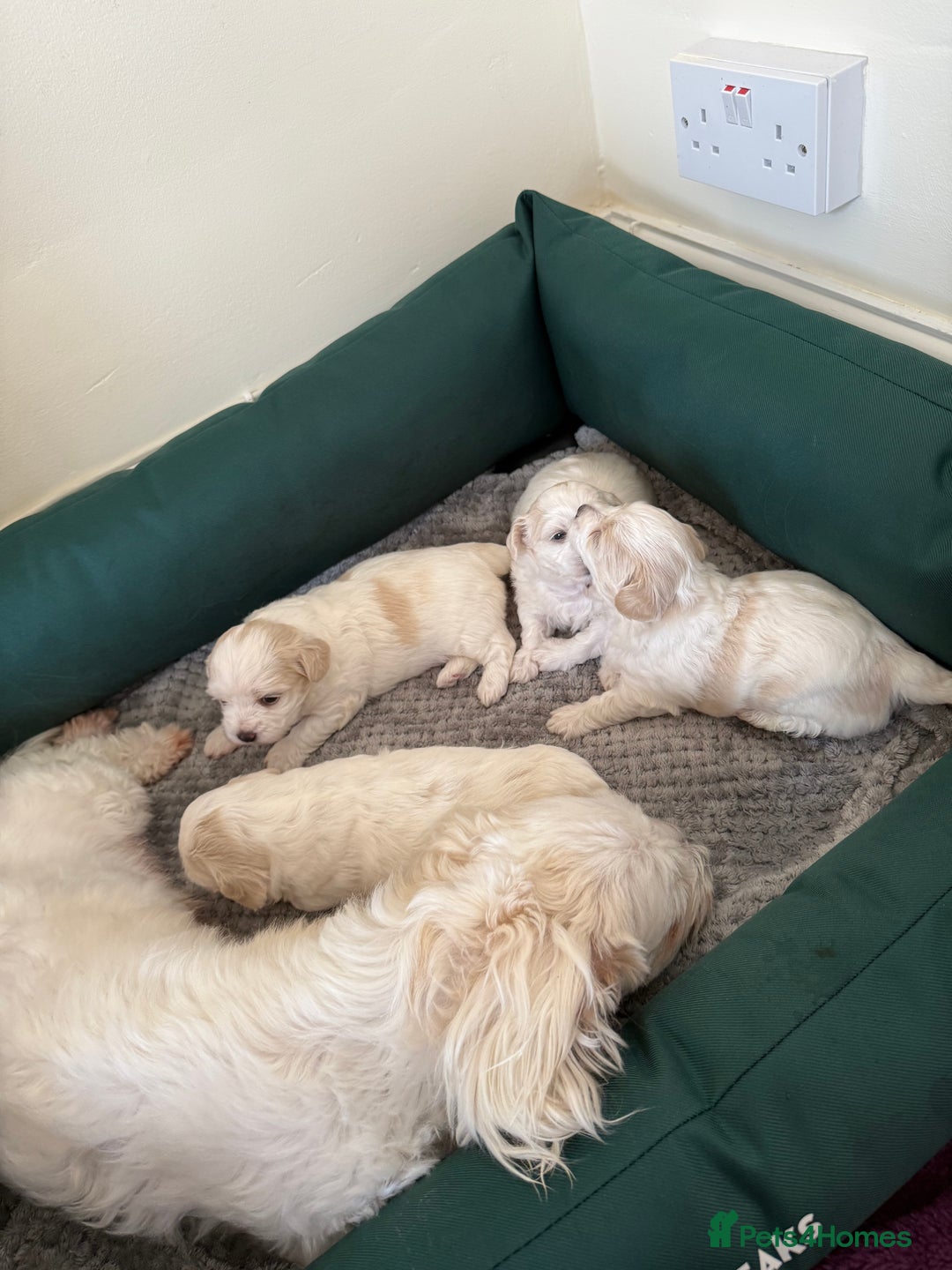 Maltese dogs for sale: Bichon Maltese - Image 4