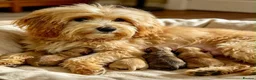 Maltipoo dogs for sale: BEAUTIFUL F1B MALTIPOOS READY TO LEAVE! - Advert 4