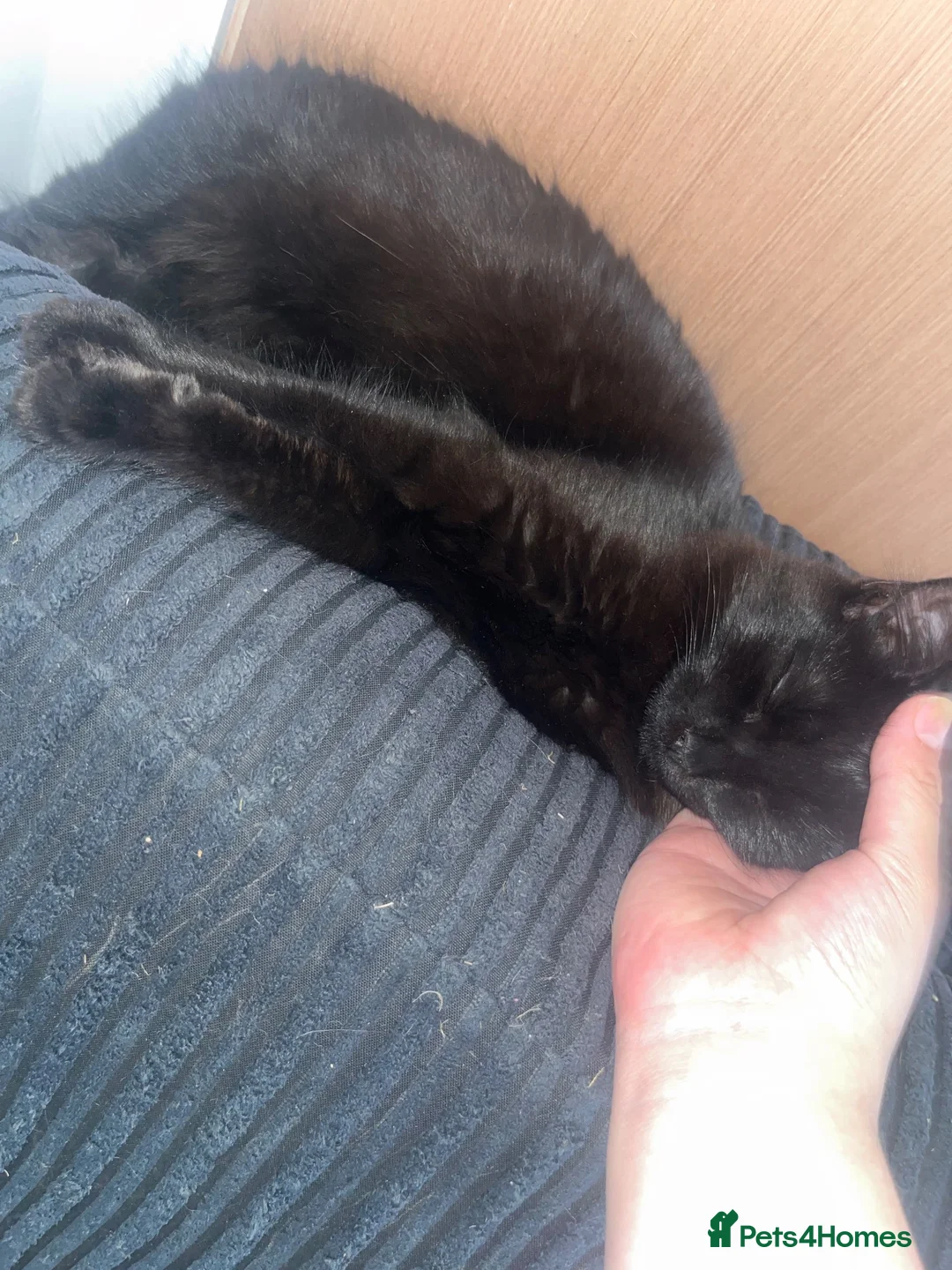 British Longhair cats for sale: British longhair  - Advert 3