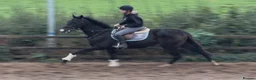 Irish Thoroughbred horses for sale: Tall, dark and handsome ‘Gavin’ in Newport - Advert 3