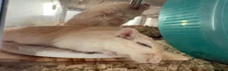 Gerbil rodents for sale: 3 gerbils  in Redditch - Advert 3