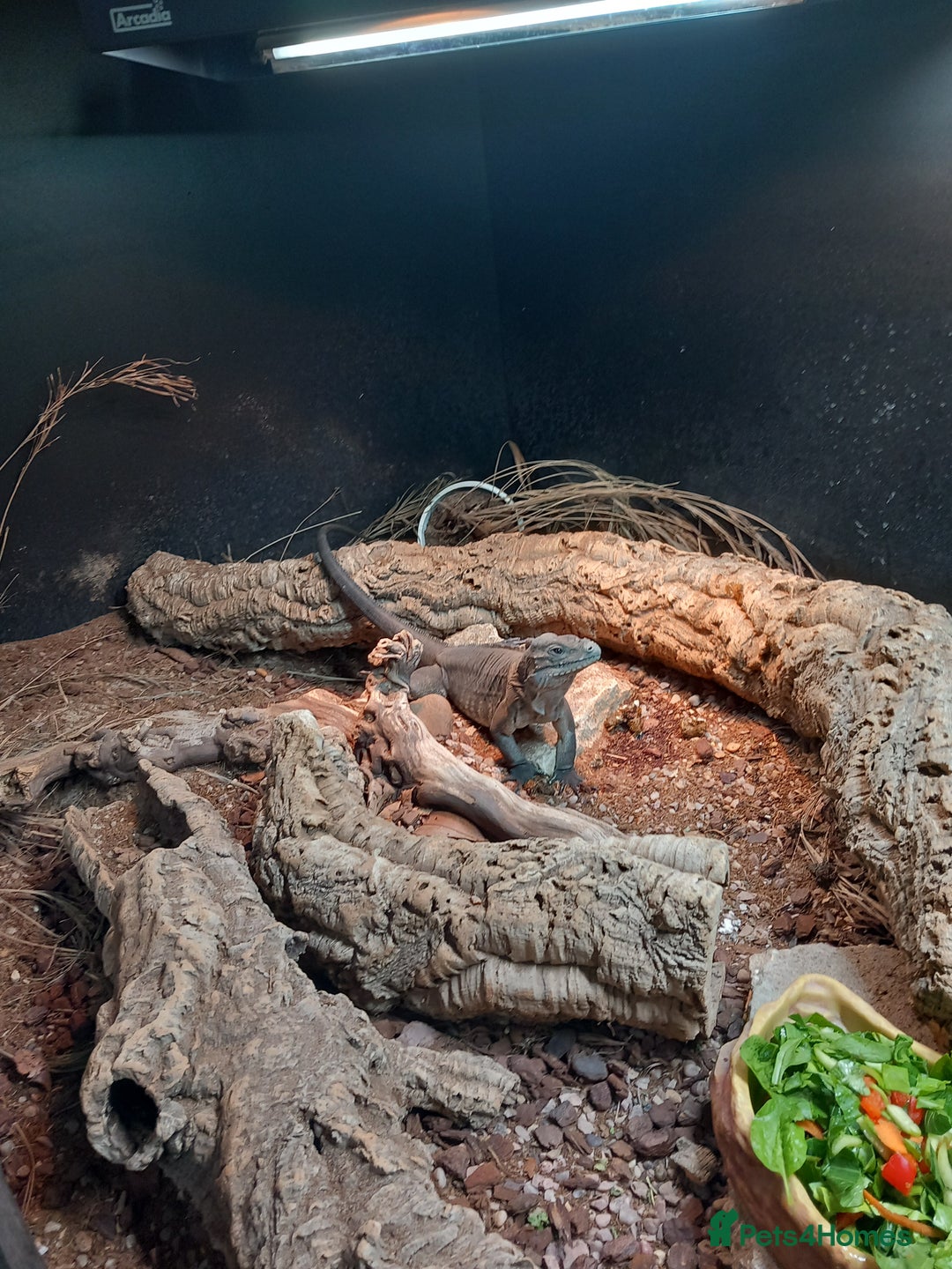 Iguana reptiles for sale: Cyclura Cornuta (Rhino Iguana)  - Image 2