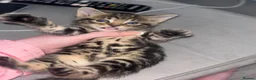 Mixed Breed cats for sale: Tabby kitten - Advert 7