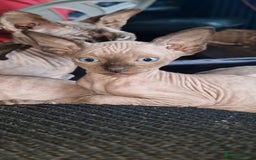 Sphynx cats for sale: Lovely purebreed Canadian Sphynx kittens - Image 1