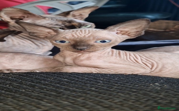 Sphynx cats - Advert 1