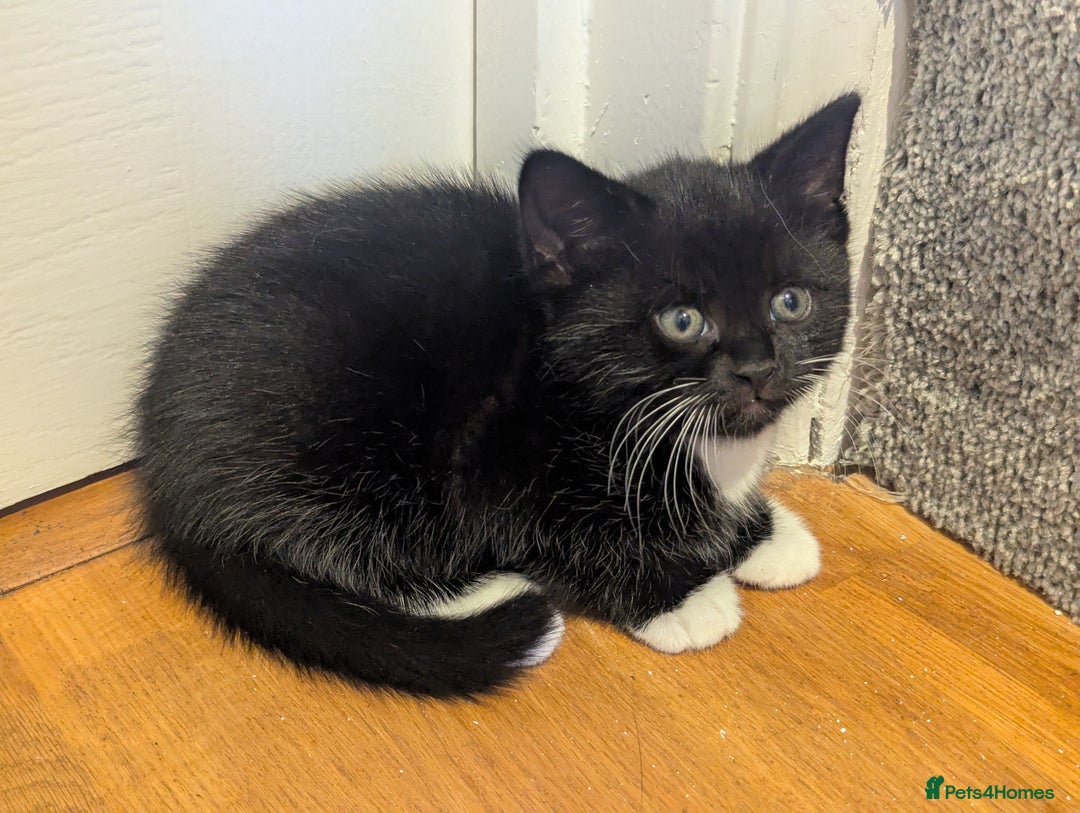 Mixed Breed cats for sale: 3 Beautiful Black and White Tuxedo Kittens  - Image 5