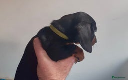Miniature Dachshund dogs for sale: Stunning  Black and Tan miniature Dachshunds - Image 8