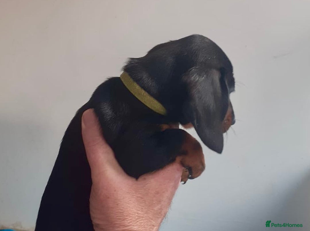 Miniature Dachshund dogs for sale: Stunning  Black and Tan miniature Dachshunds - Image 8