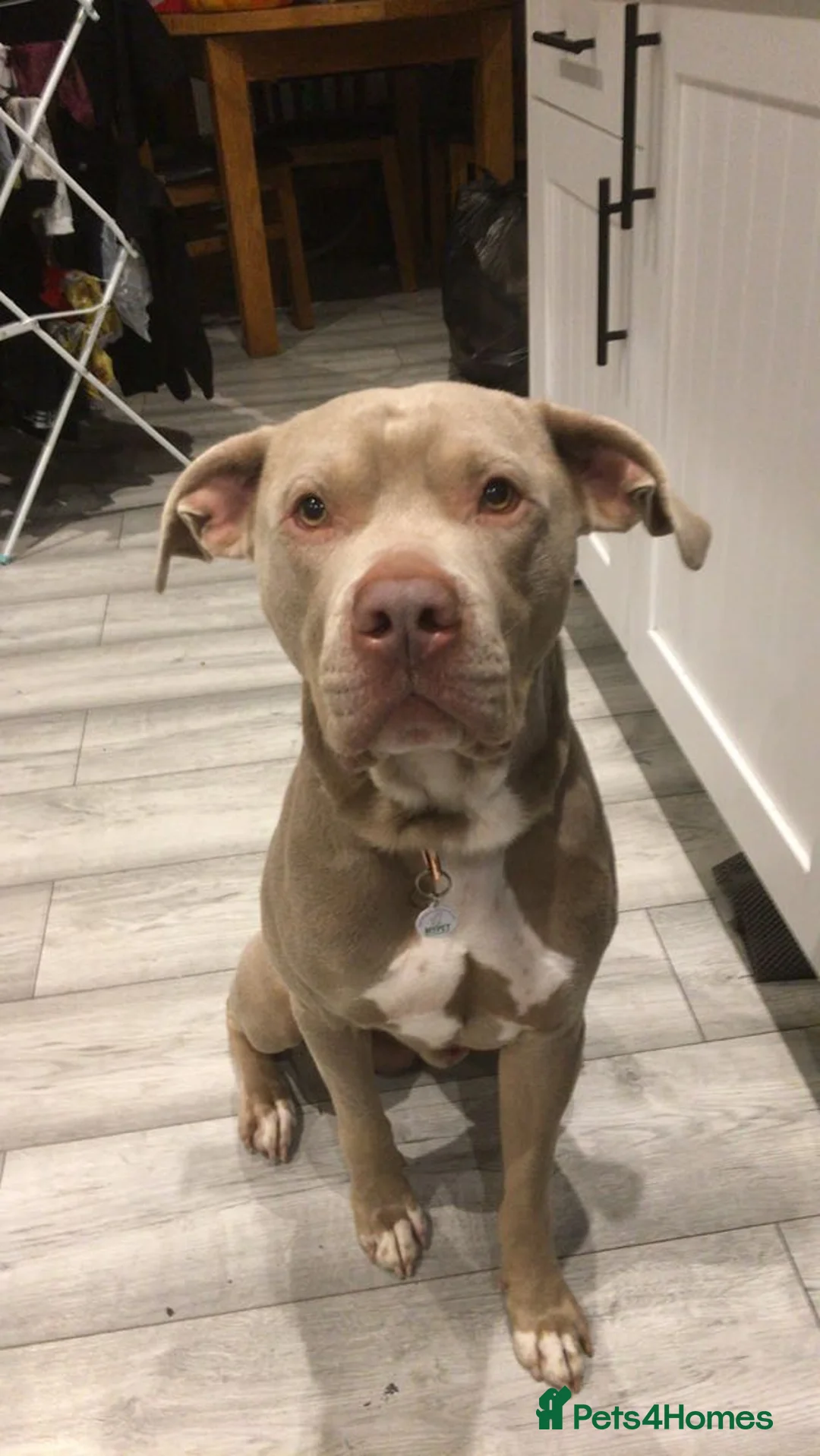 Staffordshire Bull Terrier dogs for sale: Urgent none refundable and no time wasters - Advert 4