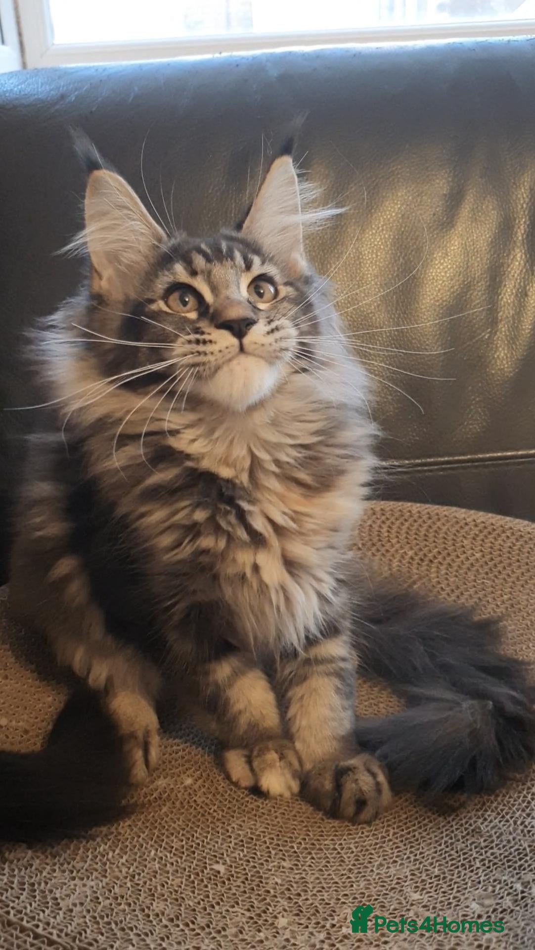 Maine Coon cats pure maine coon kittens - Advert 1