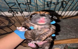 Boxer dogs for sale: 5 beautiful boxer puppies - Image 6