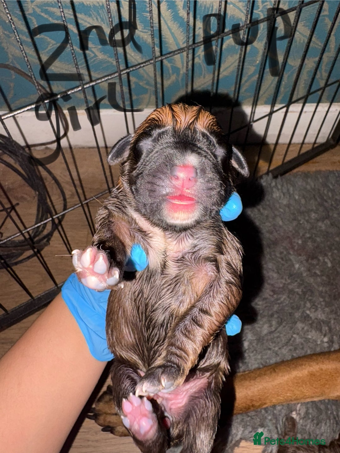 Boxer dogs for sale: 5 beautiful boxer puppies - Image 6