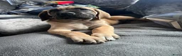 Mixed Breed dogs for sale: Old English mastiff 1 left! reduced ! Ready now  - Advert 5