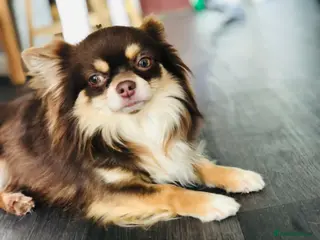 Chihuahua dogs Willow-Available at Stud (KC R Chihuahua) - Advert 1