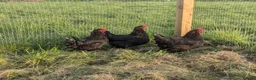Geese poultry for sale: Call ducks, Light Sussex, Faverolle, Aracaunas,Wel - Advert 11