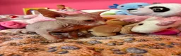 Sphynx cats for sale: Beautiful Sphynx Kittens – Ready 5th October - Advert 9