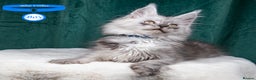 Maine Coon cats for sale: XL PEDIGREE TICA REGISTERED MAINE COON KITTENS - Advert 10