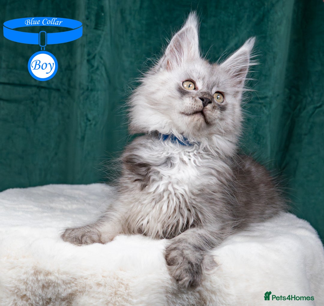 Maine Coon cats for sale: XL PEDIGREE TICA REGISTERED MAINE COON KITTENS - Advert 10