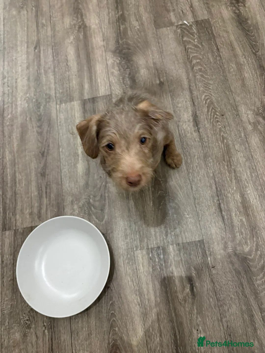 Patterjack dogs for sale: female patterjack ready now - Advert 1