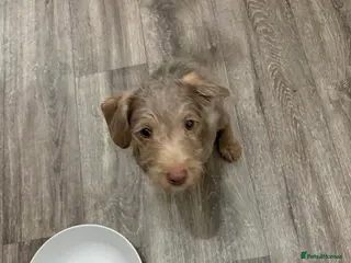 Patterjack dogs female patterjack ready now - Advert 14