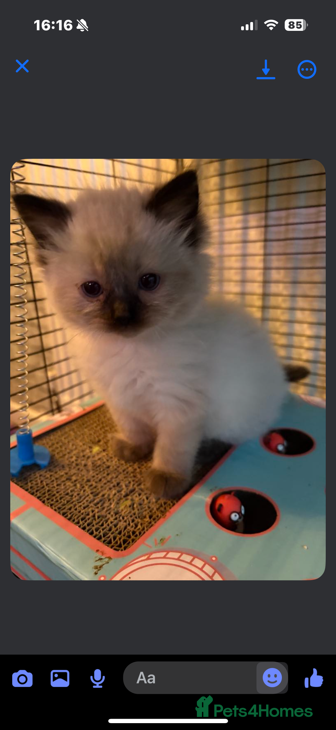 Ragdoll cats for sale: Ragdoll kittens  - Image 9