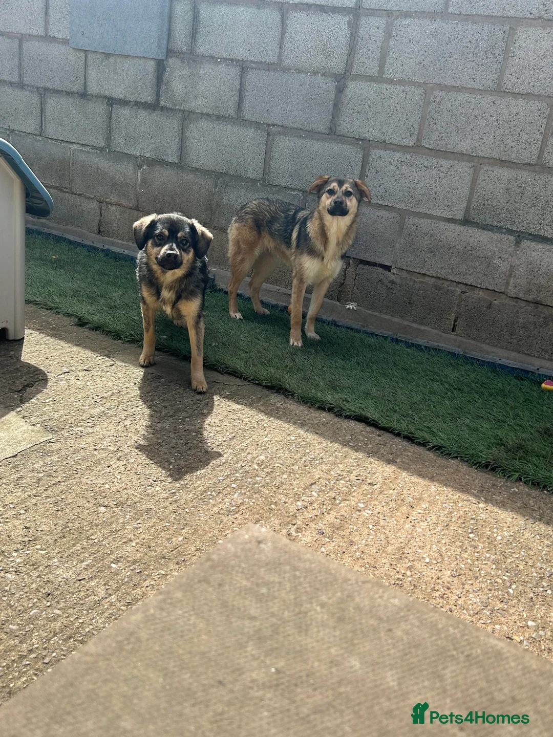 Mixed Breed dogs for adoption: Meet Isacc, currently residing in Cheshire  in Nantwich - Advert 3