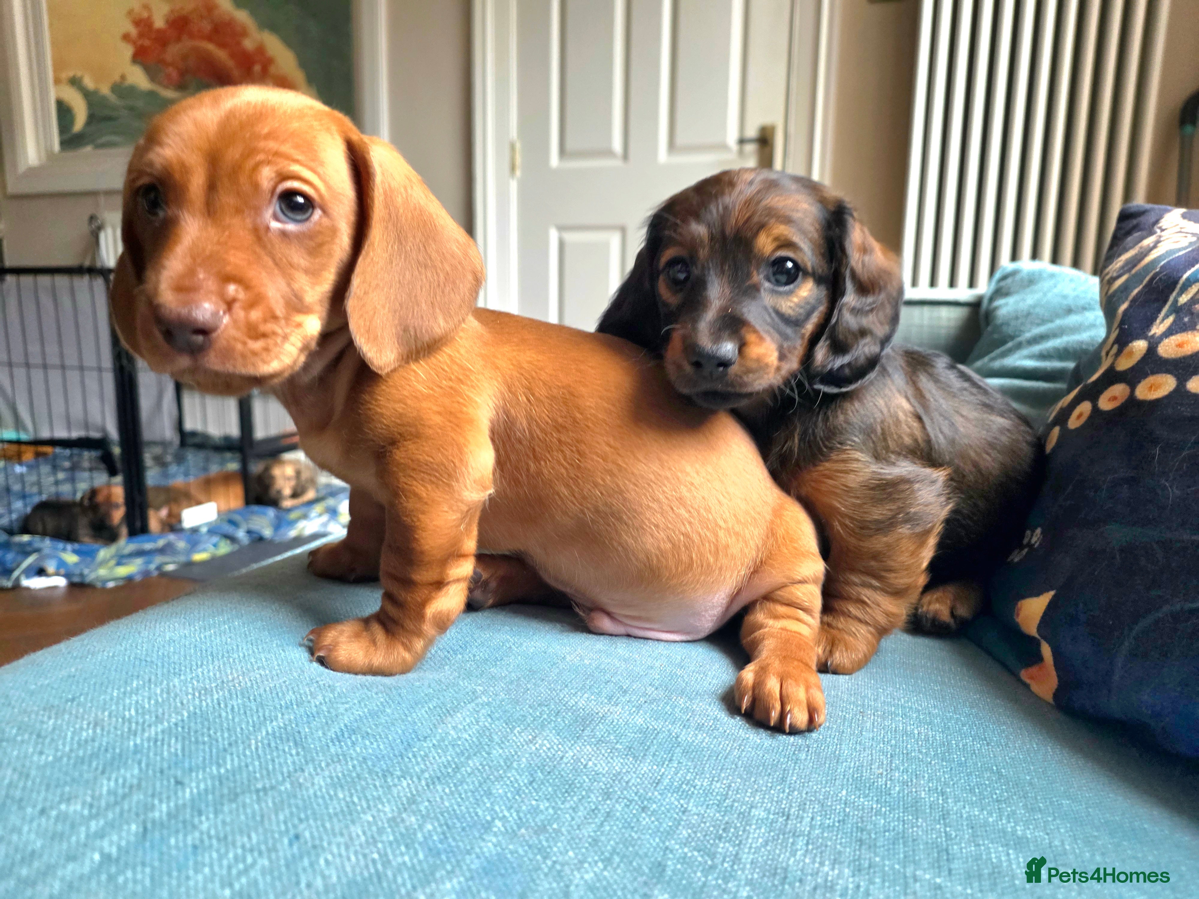 Dachshund dogs Last pup! (red boy) Available 22nd May - Advert 1