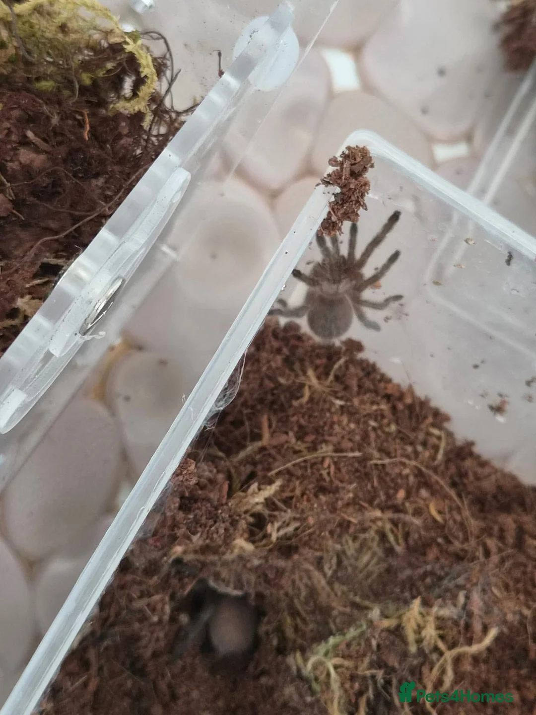 Tarantulas invertebrates for sale: Monocentropus balfouri x 4 - Advert 2