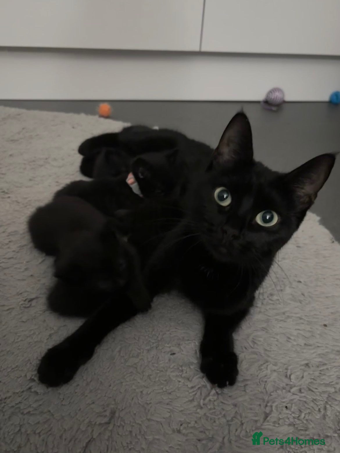 Domestic Shorthair cats 🐈‍⬛Liquorice litter of kittens🖤 - Advert 2