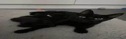 Domestic Shorthair cats for sale: 🐈‍⬛Liquorice litter of kittens🖤 in Wisbech - Advert 1