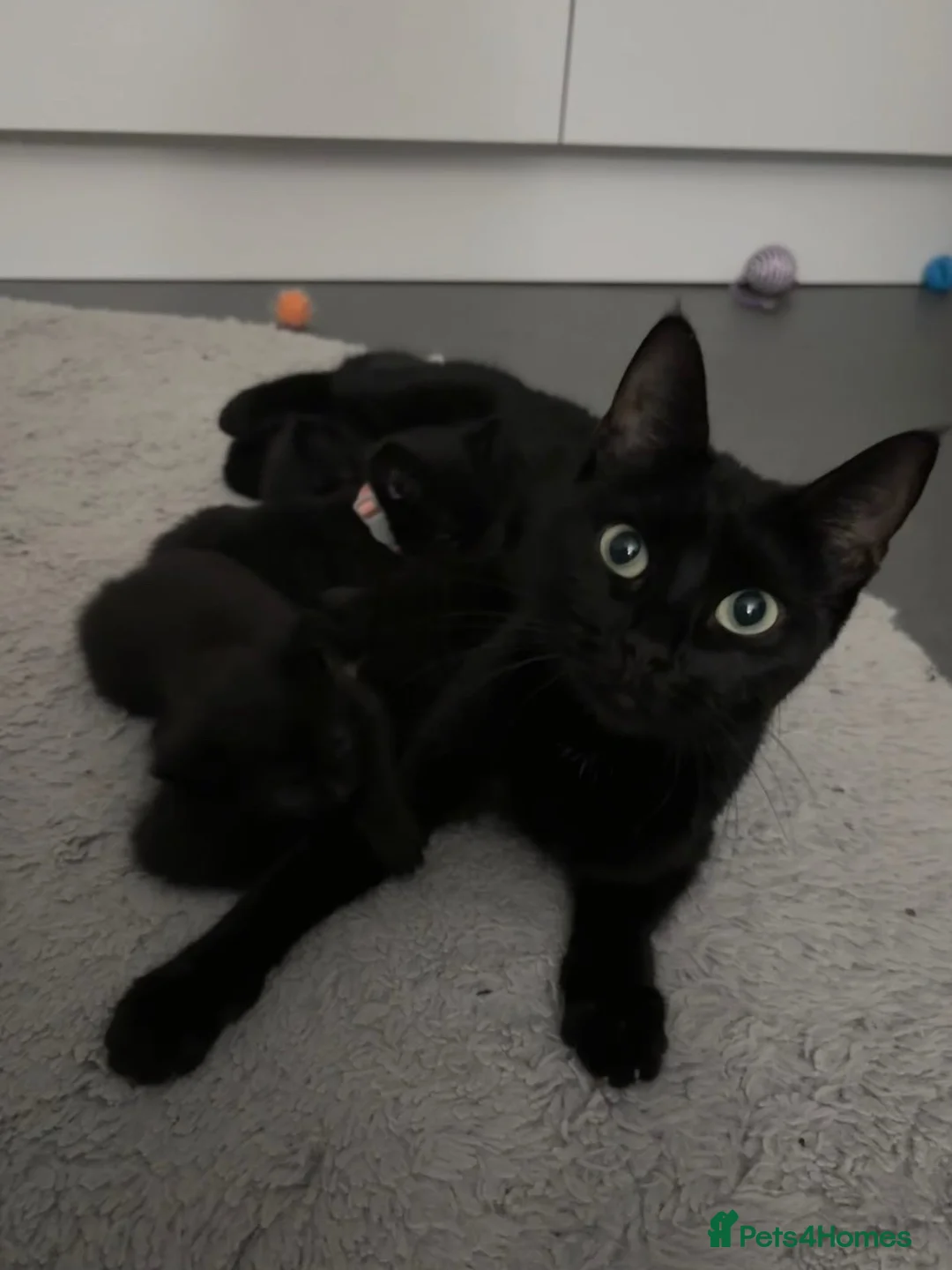 Domestic Shorthair cats for sale: 🐈‍⬛Liquorice litter of kittens🖤 in Wisbech - Advert 1