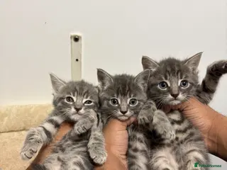 Mixed Breed cats 4 cute kittens ready to leave for their homes - Advert 2