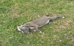 Staffordshire Bull Terrier dogs for sale: Adorable KC Reg/Health Tested SBT Puppies - Image 3