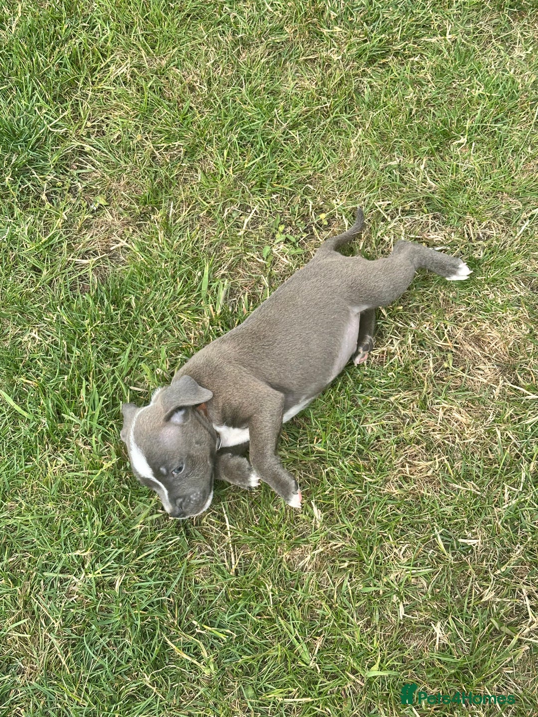 Staffordshire Bull Terrier dogs for sale: Adorable KC Reg/Health Tested SBT Puppies - Image 3