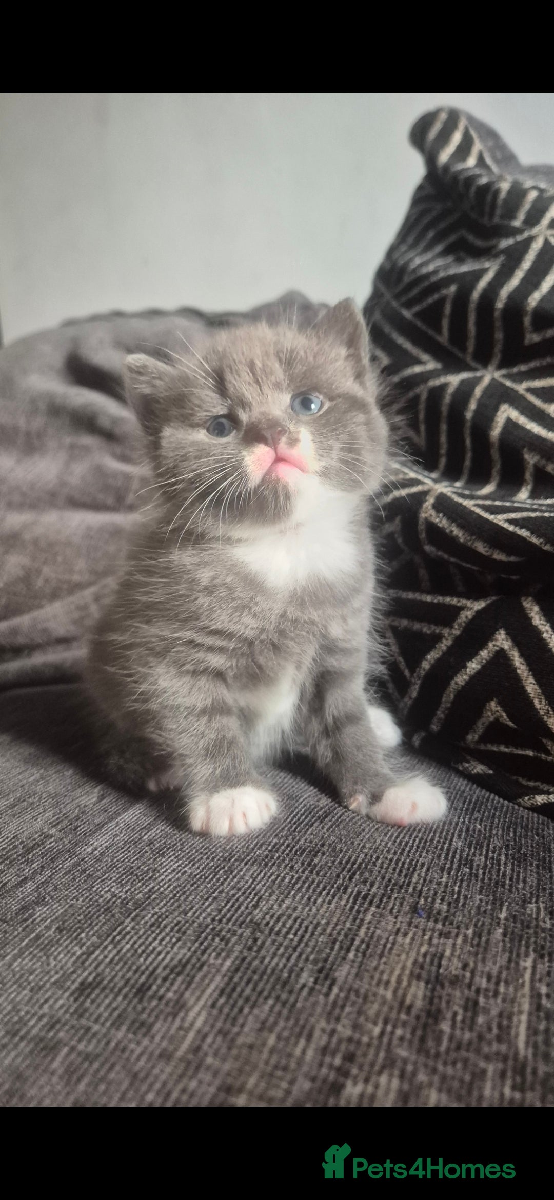 Mixed Breed cats for sale: Half British shorthair Kittens - Image 2