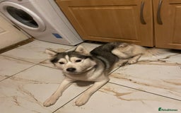 Siberian Husky dogs for sale: Dwarf Siberian husky male  - Advert 8