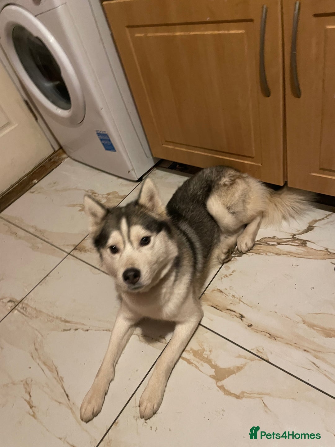 Siberian Husky dogs for sale: Dwarf Siberian husky male  - Advert 8