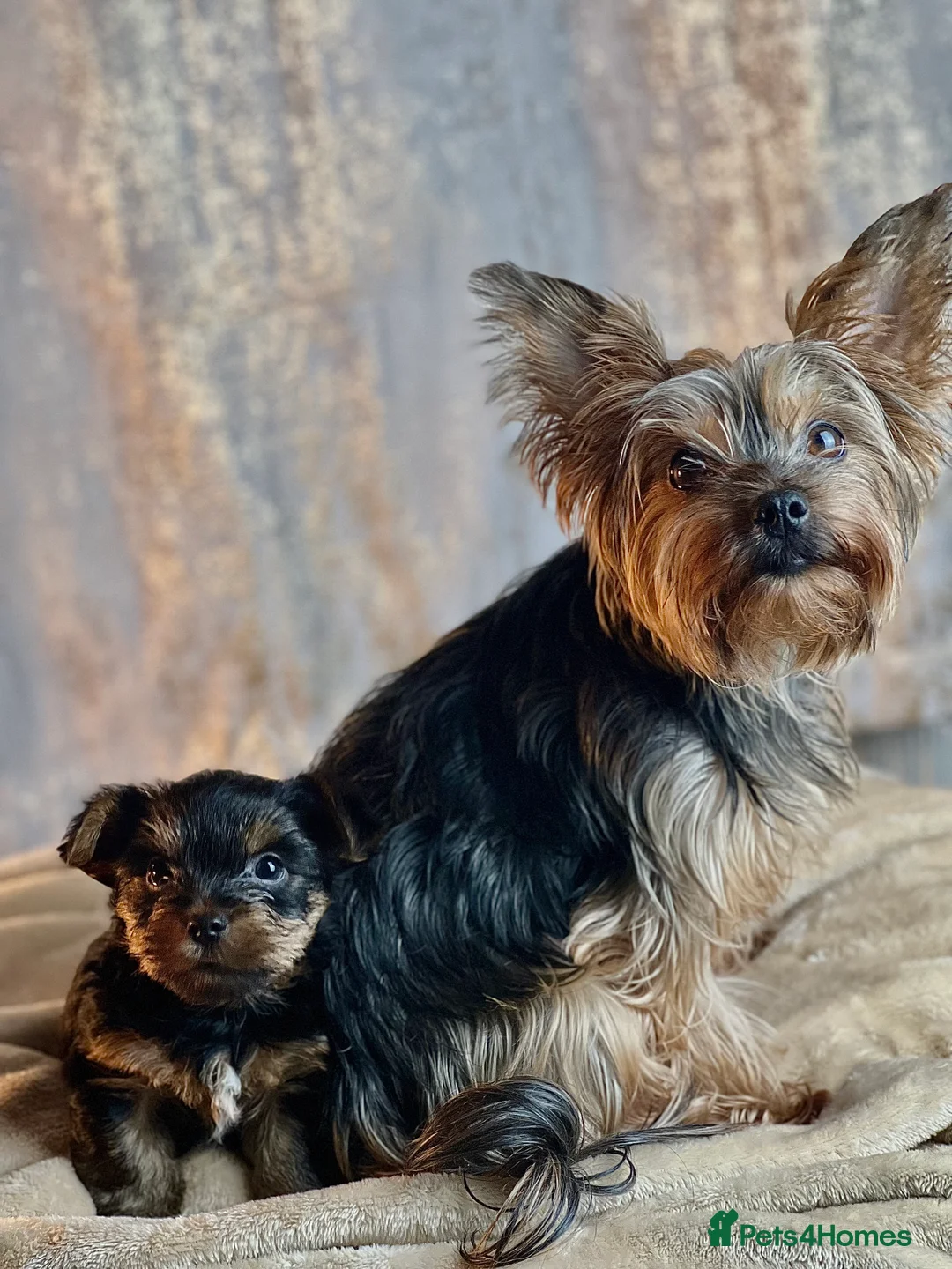 Yorkshire Terrier dogs for sale: Purebred miniature Yorkshire Terrier in St Albans - Advert 24