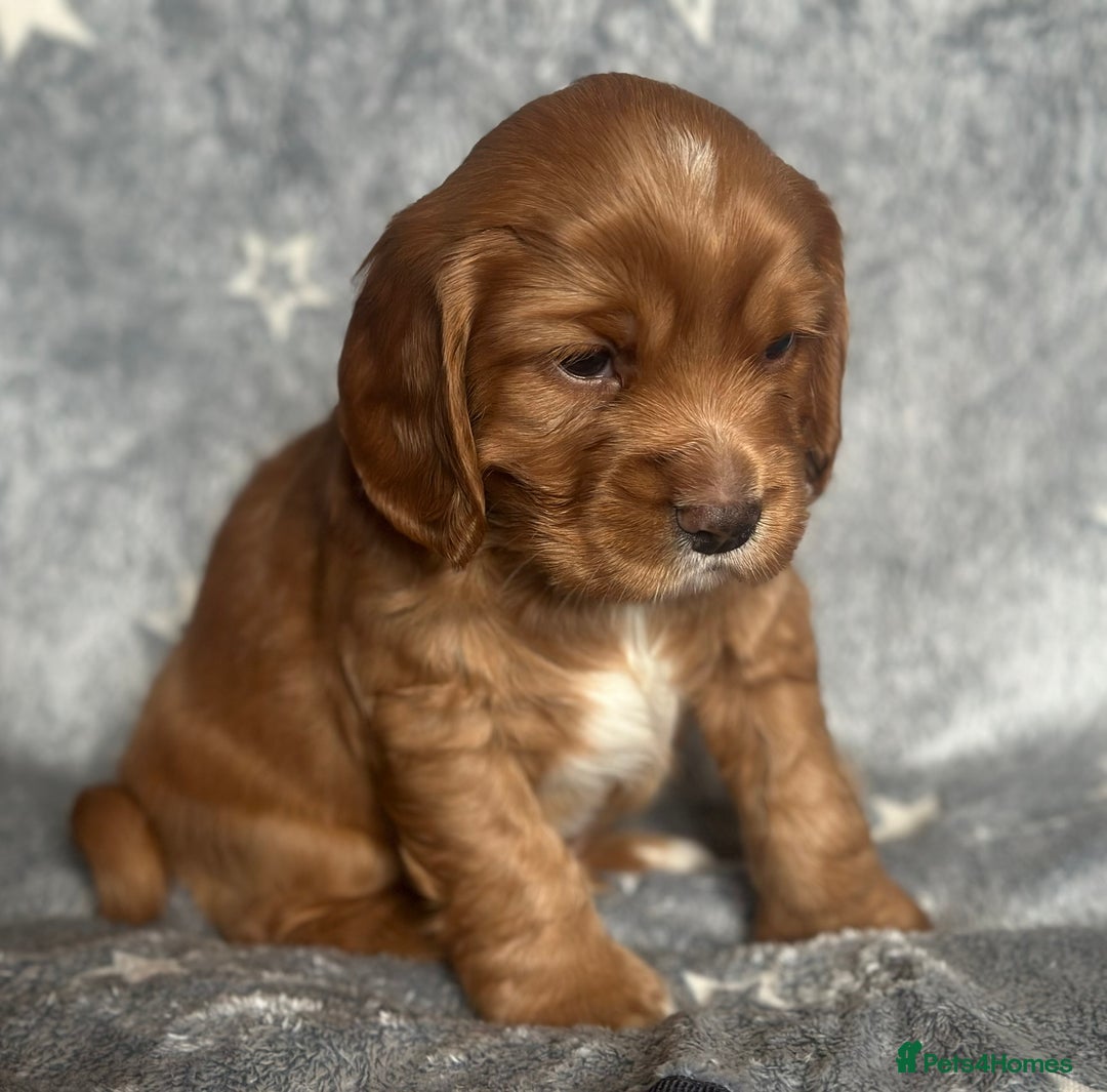 Mixed Breed dogs for sale: Golden Red Cockalier Puppies 1x boy 1x girl  - Advert 19