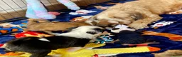 Tibetan Terrier dogs for sale: Beautiful Kc Registered Tibetan Terrier Puppies - Advert 6