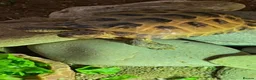 Turtle reptiles for sale: Active and energetic Flash! in Ascot - Advert 3