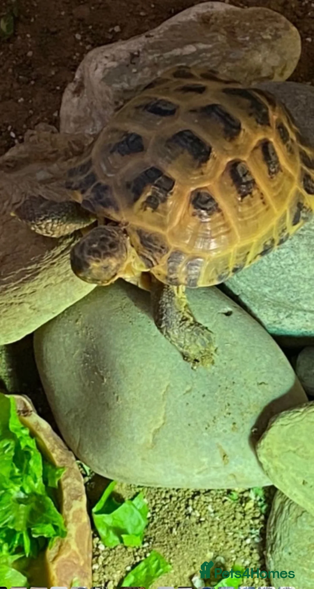 Turtle reptiles for sale: Active and energetic Flash! in Ascot - Advert 3