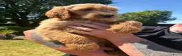 Goldendoodle dogs for sale: Goldendoodle pups Born 25 March 2026 - Advert 15
